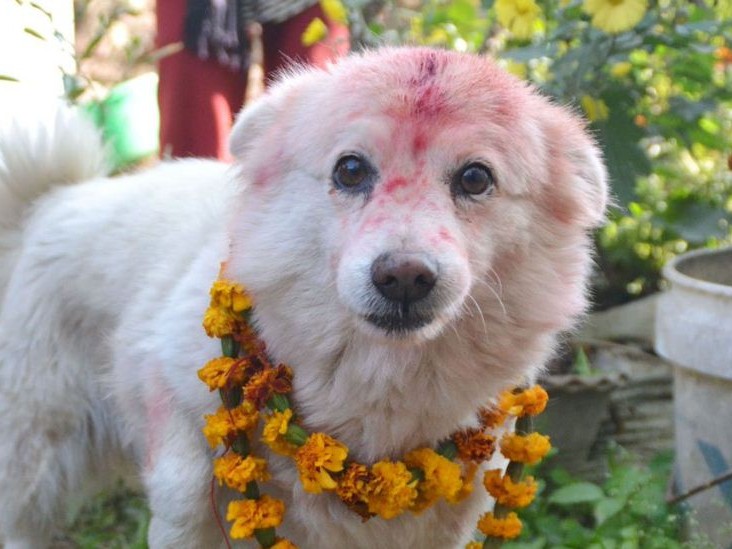 कुकुर तिहार